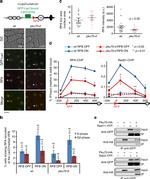 Rhp51 Antibody in ChIP Assay (ChIP)