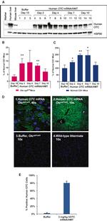 OTC Antibody in Immunohistochemistry, Immunocytochemistry (IHC, ICC/IF)
