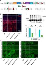 Neurocan Antibody in Immunohistochemistry, Immunocytochemistry (IHC, ICC/IF)
