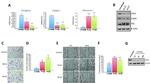 Fibronectin Antibody in Western Blot (WB)