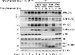 KSHV ORF45 Antibody in Western Blot (WB)