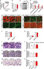 Laminin Antibody in Immunohistochemistry, Immunocytochemistry (IHC, ICC/IF)