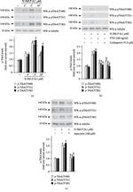 Phospho-TrkA (Tyr751) Antibody in Western Blot (WB)