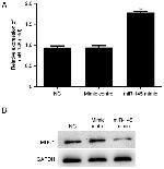 MUC1 Antibody in Western Blot (WB)