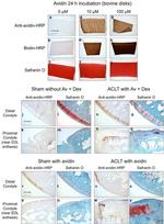 Avidin Antibody in Immunohistochemistry (IHC)