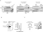 IFIT1 Antibody in Western Blot (WB)