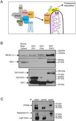 ANKFY1 Antibody in Western Blot (WB)