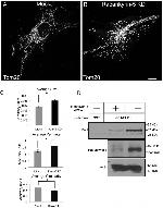 ANKFY1 Antibody in Western Blot (WB)