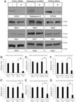 ANKFY1 Antibody in Western Blot (WB)