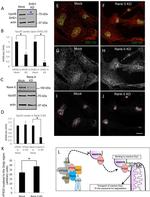 ANKFY1 Antibody in Western Blot (WB)