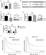 RhoGAP Antibody in Western Blot (WB)