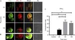 IFNGR1 Antibody in Immunocytochemistry (ICC/IF)