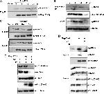 DYKDDDDK Tag Antibody in Western Blot (WB)