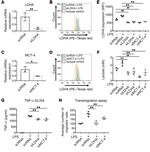 LDHA Antibody in Flow Cytometry (Flow)