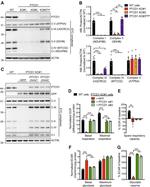 TurboGFP Antibody in Western Blot (WB)