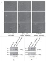 TIMP2 Antibody in Western Blot (WB)