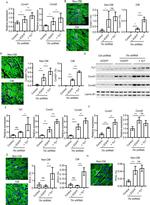 YY1 Antibody in Western Blot (WB)