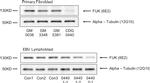 FUK Antibody in Western Blot (WB)