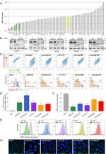 HLA-ABC Antibody in Immunocytochemistry, Flow Cytometry (ICC/IF, Flow)