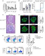 Insulin Antibody in Immunohistochemistry, Immunocytochemistry (IHC, ICC/IF)