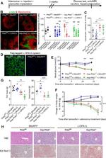 DYKDDDDK Tag Antibody in Immunohistochemistry, Immunocytochemistry (IHC, ICC/IF)