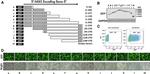 GFP Antibody in Western Blot (WB)