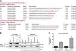 PTBP1 Antibody in Western Blot (WB)