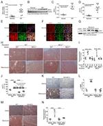 F4/80 Antibody in Immunohistochemistry (Paraffin) (IHC (P))