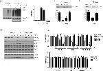 TurboGFP Antibody in Western Blot (WB)