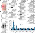 ITM2C Antibody in Western Blot (WB)