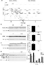FABP1 Antibody in Western Blot (WB)