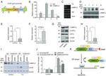 L3MBTL2 Antibody in ChIP Assay (ChIP)