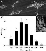 HuC/HuD Antibody in Immunocytochemistry (ICC/IF)