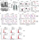 CD34 Antibody in Flow Cytometry (Flow)