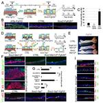 Cytokeratin 5 Antibody in Immunocytochemistry (ICC/IF)