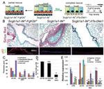 Cytokeratin 5 Antibody in Immunocytochemistry (ICC/IF)