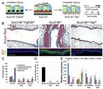 Cytokeratin 5 Antibody in Immunocytochemistry (ICC/IF)