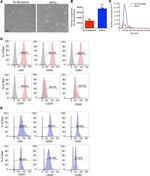 CD47 Antibody in Flow Cytometry (Flow)