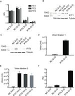 IFIT1 Antibody in Western Blot (WB)