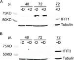 IFIT1 Antibody in Western Blot (WB)