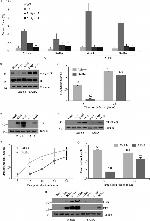 Adenovirus Type 5 Antibody in Western Blot (WB)