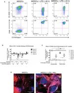 CD3 Antibody in Flow Cytometry (Flow)