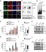IFIT1 Antibody in Western Blot (WB)