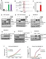 STEP Antibody in Western Blot (WB)