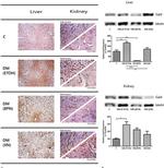 Galectin 3 Antibody in Western Blot, Immunohistochemistry (WB, IHC)