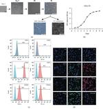 CD146 Antibody in Flow Cytometry (Flow)