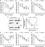 Phospho-Tau (Ser396) Antibody in Western Blot (WB)