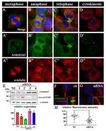 ANKRD45 Antibody in Immunocytochemistry (ICC/IF)