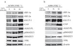 GLUT1 Antibody in Western Blot (WB)