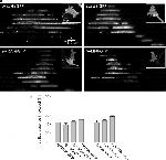 Myc Tag Antibody in Immunocytochemistry (ICC/IF)